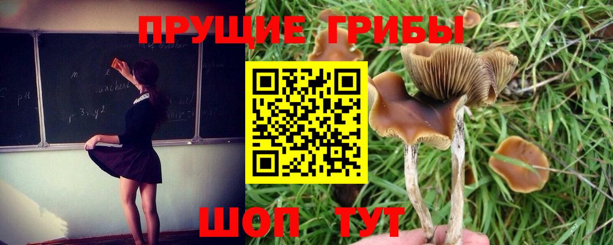 Галлюциногенные грибы Psilocybine cubensis Красноперекопск